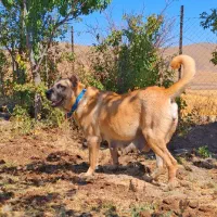 ماده سرابی اصیل