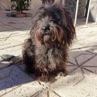 سگ شیتزو ماده