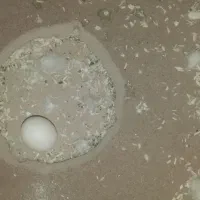 عروس هلندی|پرنده|رومشکان, |دیوار