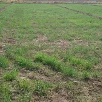 زمین ۱۶۰۰ متر کشاورزی با یک ساعت و نیم آب|فروش زمین و ملک کلنگی|گلپایگان, |دیوار