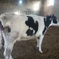 دوراس گاو درخمینی شهر|حیوانات مزرعه|خمینی‌شهر, |دیوار