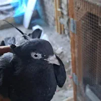 ماده زاغ واکسی|پرنده|اردکان, |دیوار