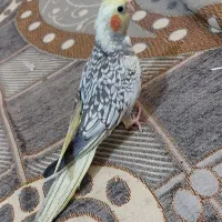 عروس هلندی