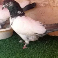 کفتر سرور