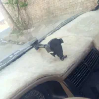 هولدر و وسایل تزئینی پژو