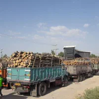 قیمت چوب درخت کرمانشاه