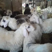 بره نر|حیوانات مزرعه|زاغه, |دیوار