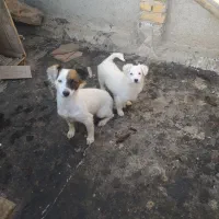 پاکوتاه|سگ|گنبد کاووس, |دیوار