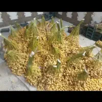 خارک ، رطب،خرمای برحی شیرین