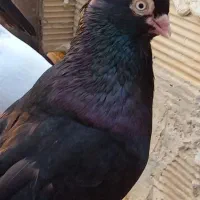 سیاه ابادان|پرنده|بندر ماهشهر, |دیوار