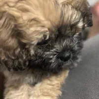 توله سگ شیتزو ۲ماهه