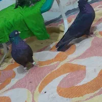 پرنده|پرنده|بم, |دیوار