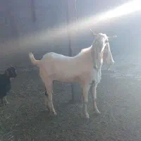 چپش|حیوانات مزرعه|بانش, |دیوار