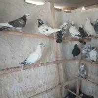 حدود 25تا کفتر عالی|پرنده|گرمسار, |دیوار