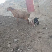 بره شیری