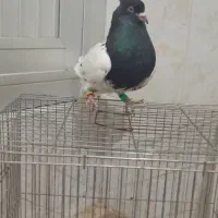 کبوتر رنگی|پرنده|سوسنگرد, |دیوار