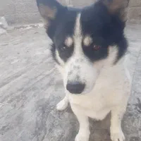 سگ میکس