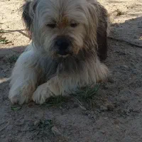 سگ پا کوتاع