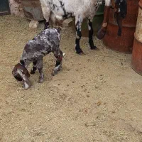 بز پاکستانی زاییده|حیوانات مزرعه|یزد, |دیوار