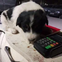 سگ توله|سگ|گلستان (تهران), |دیوار