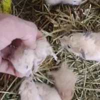 تعدادی بچه همستر