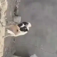 واگذاری قدرجانی اصیل|سگ|شوش, |دیوار