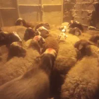 شیشک یامیش جوان ابستن