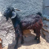 کهره نر