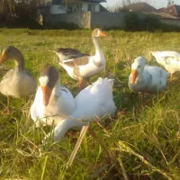 ۹عدد غاز|حیوانات مزرعه|رشت, پاستوریزه|دیوار