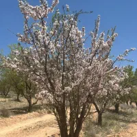 فروش-زمین-باغشهری-بادرختان-ثمری