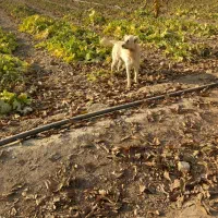 سگ گله دوساله