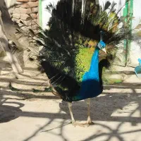 یک جفت طاووس نر و ماده هندی