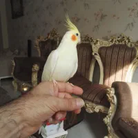 جفت عروس هلندی