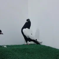 کبوتر|پرنده|دزفول, |دیوار