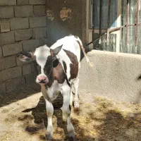 گوساله نر