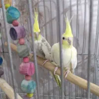 عروس هلندی مولد و نژاد دار