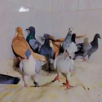 14تا جوجه پلاکی و کرمانی از تاب دراومده بشرط|پرنده|بیرجند, |دیوار