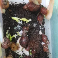 حلزون های مخصوص پوست صورت