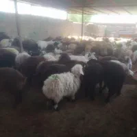 جایگاه مرکزی فروش گوسفند زنده زیر نظر شهرداری|حیوانات مزرعه|مشهد, نوید|دیوار