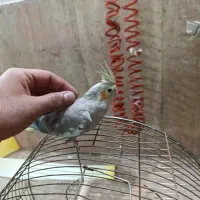 عروس هلندی جوجه