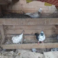 تعدادی کفتر ب فروش میرسد