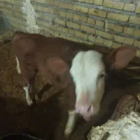 گاو با گوساله
