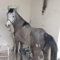 اسب نریان ، سلامت