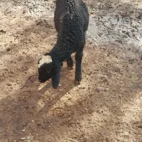 بره شیری ماده|حیوانات مزرعه|خرمدشت, |دیوار