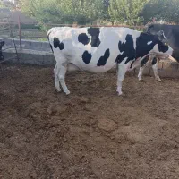 فروش گاو گوشتی چاق کیلوی ۴۵۰