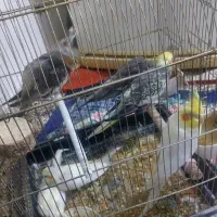 ی جفت عروس هلندی با۴تا جوجه