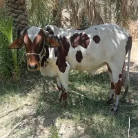 گاو نر