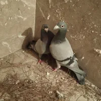 جفتگاه فروشی