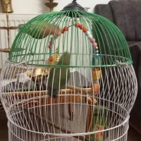 طوطی برزیلی