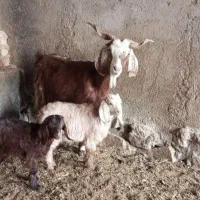 بز دوقلو|حیوانات مزرعه|نیشابور, شهرک رضوی|دیوار